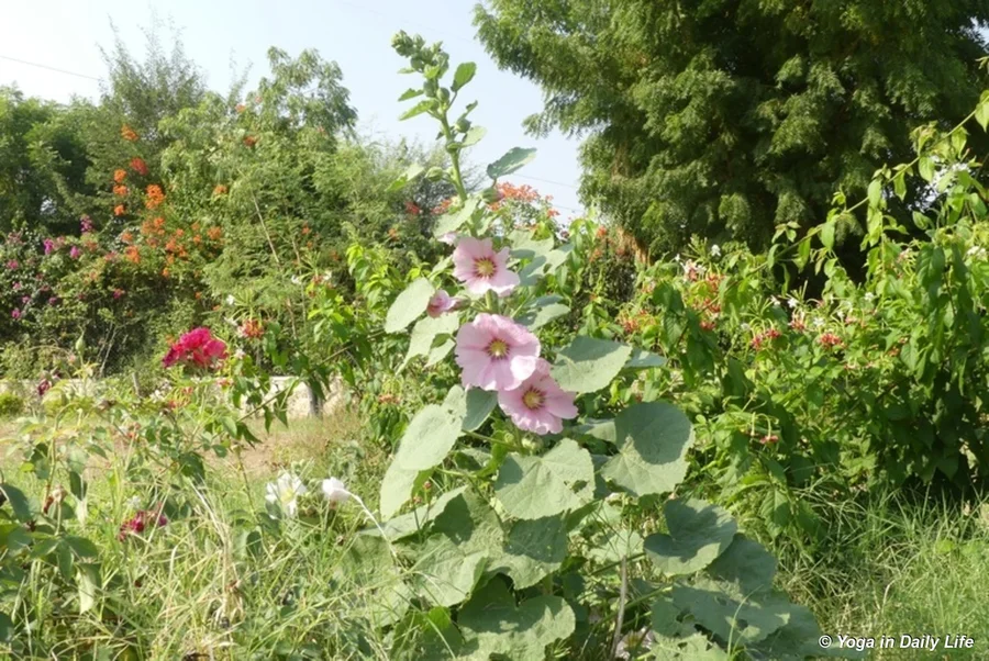Hollyhocks that survived the summer